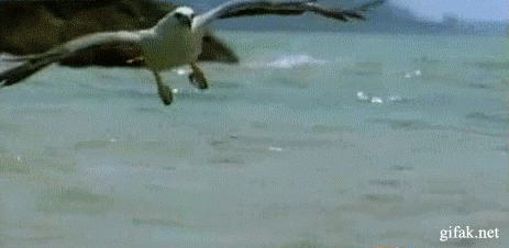sapuskat_kantoo.gif