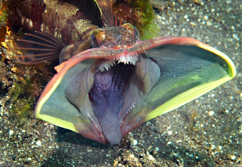 sarcastic_fringehead.jpg