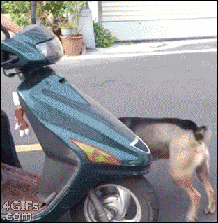 scooter_dog.gif