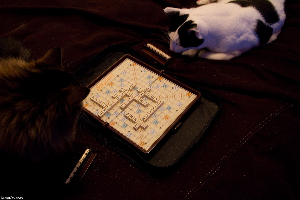 scrabble_cats.jpg