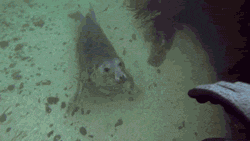 scuba_buddy.gif