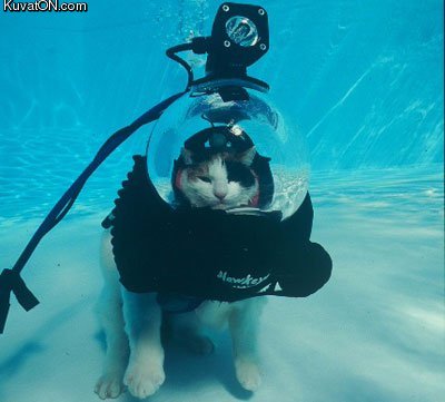 scuba_cat.jpg