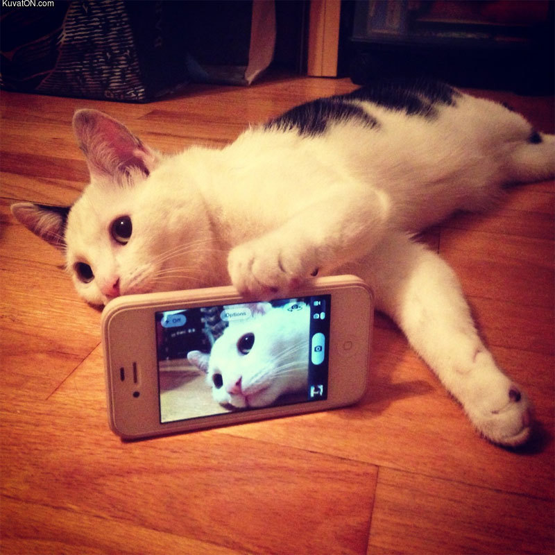 selfie_cat.jpg