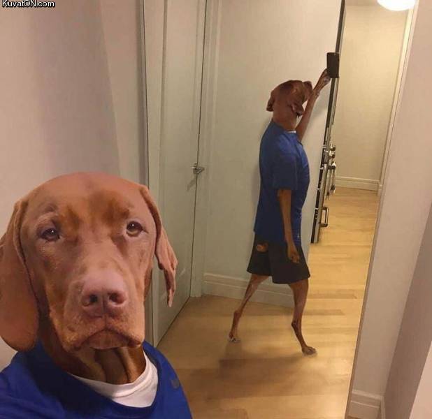 selfiedoge.jpg