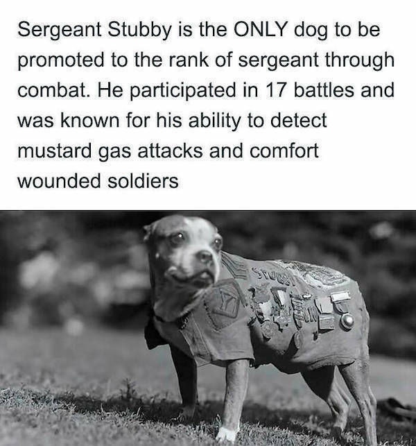 sergeant_stubby.jpg