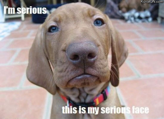 serious_dog.jpg