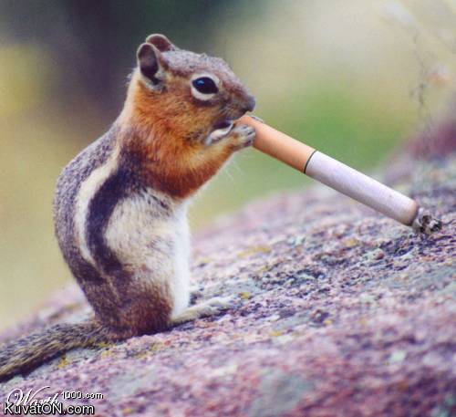 sguirrel.jpg