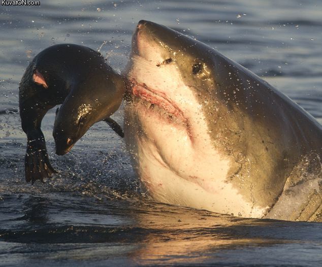 shark_nomnom.jpg