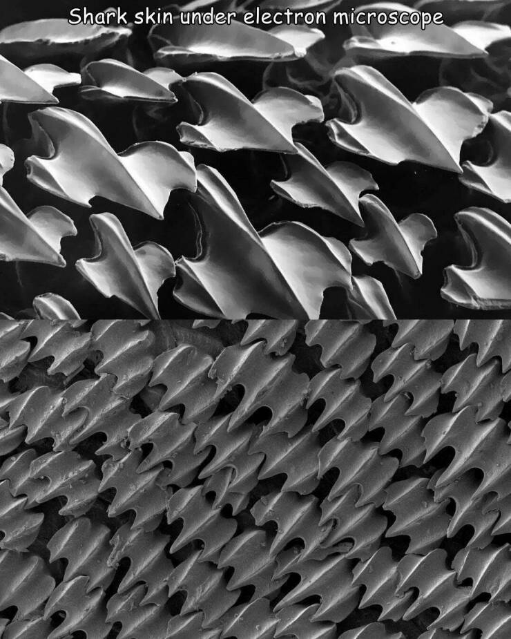 sharkskin2.jpg