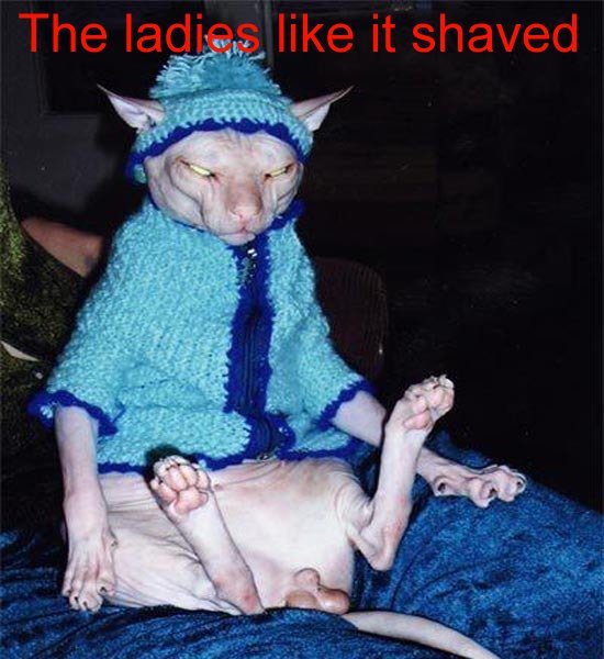 shaved.jpg