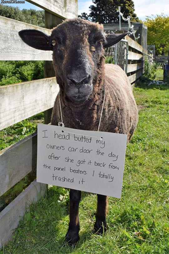 sheep_shaming.jpg