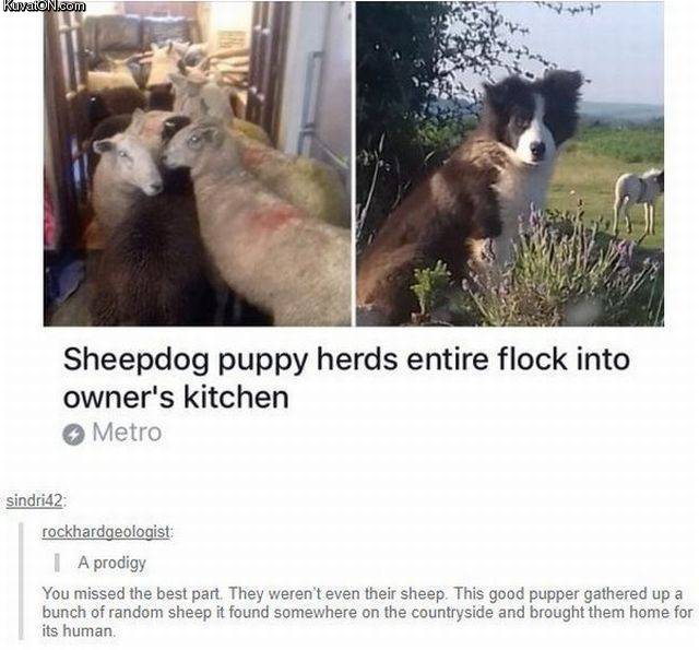 sheepdog2.jpg