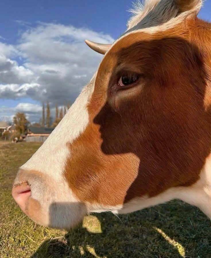 side_eye.jpg