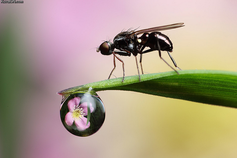 signal_fly_with_dewdrop_refraction.jpg