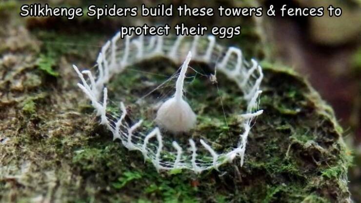 silkhenge_spiders.jpg