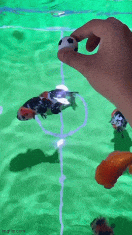sit_peliä.gif