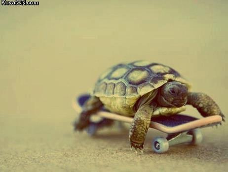 skater_turtle.jpg