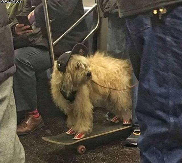 skaterdog.jpg