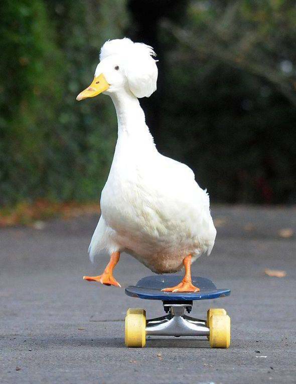 skaterduck2.jpg