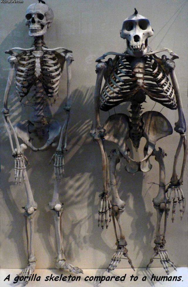 skeletons2.jpg