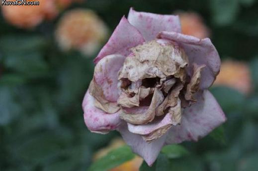 skull_rose.jpg