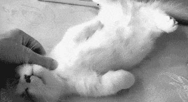 sleeping_cat_moving_paw.gif