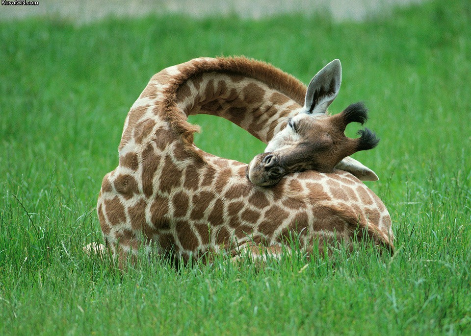 sleeping_giraffe.jpg