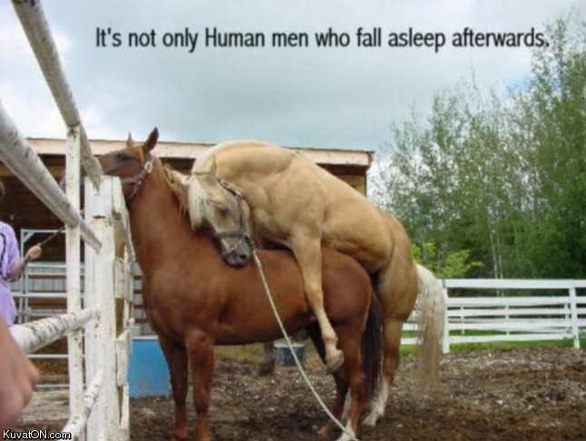 sleeping_horse.jpg