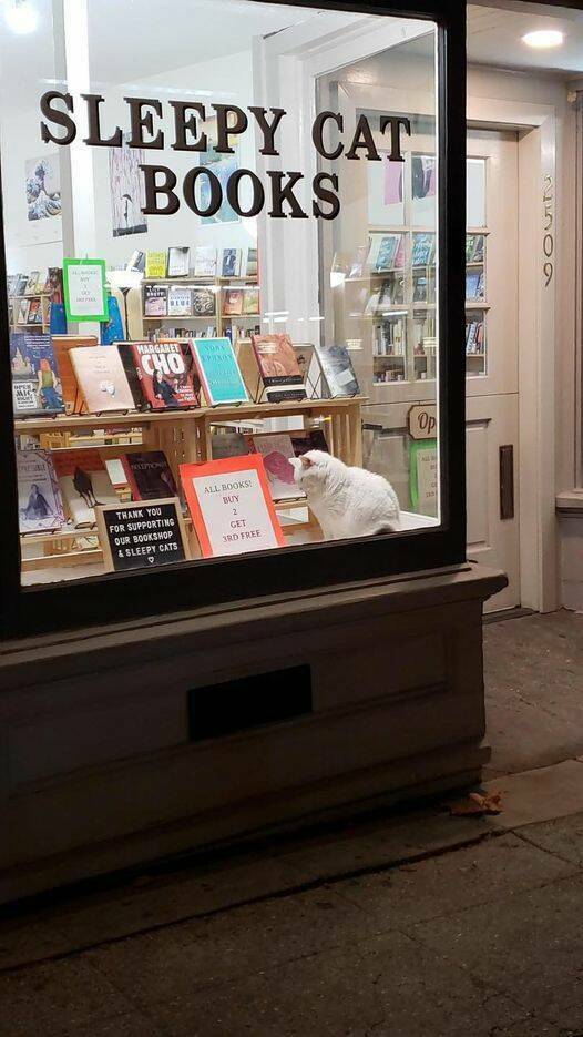 sleepy_cat_books.jpg
