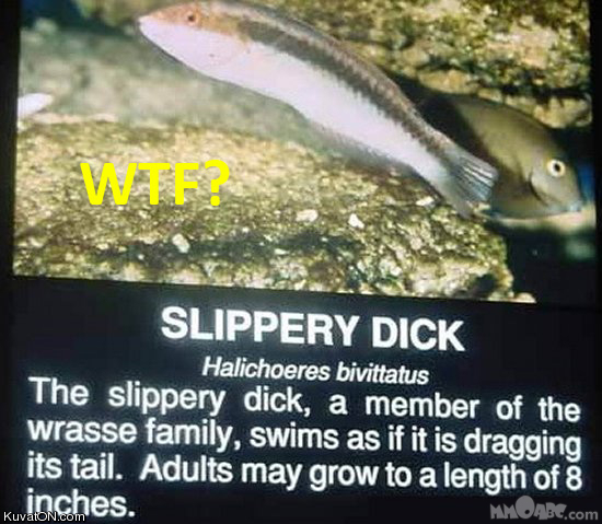 slippery_dick.jpg