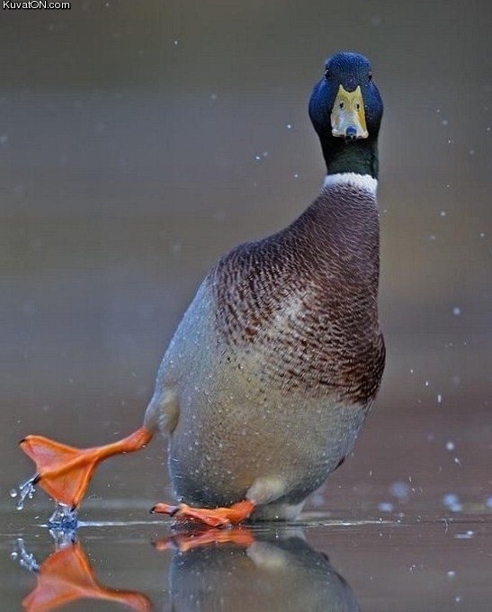 slippery_surface.jpg