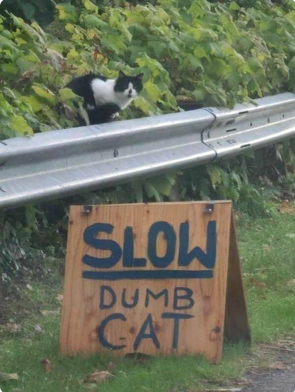 slow5.jpg