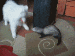 smart_ferret.gif