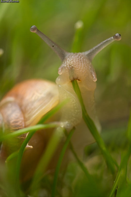 snail_eating_grass.jpg