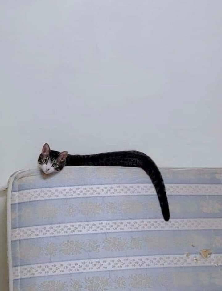 snakecat.jpg