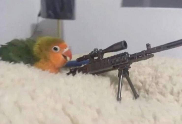 sniper_bird.jpg