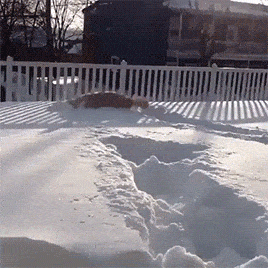 snowdog4.gif