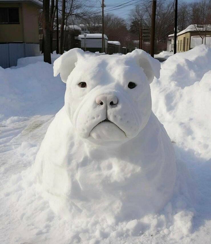 snowdog4.jpg