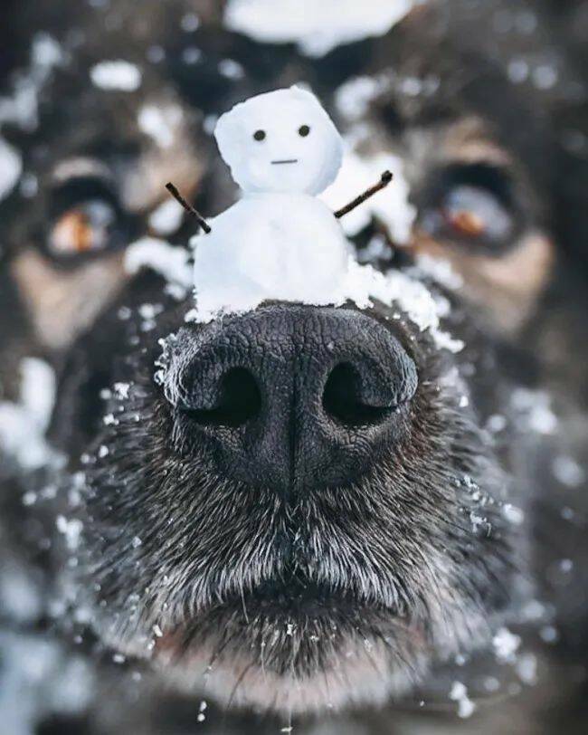 snownose.jpg