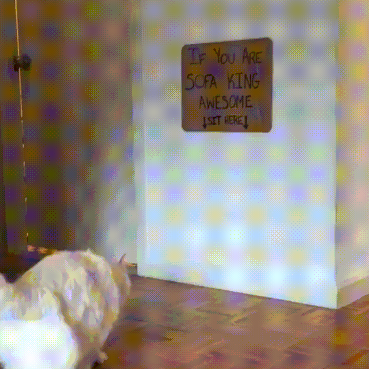 sofa_king.gif