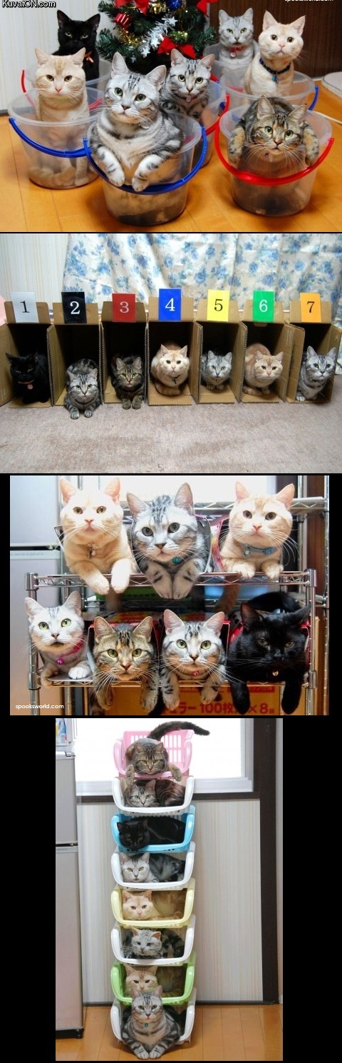 sorting_cats.jpg