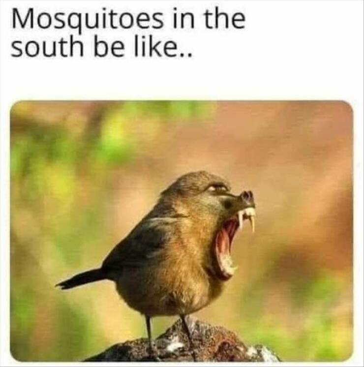 southmosquitoes.jpg
