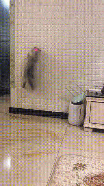 spidercat.gif