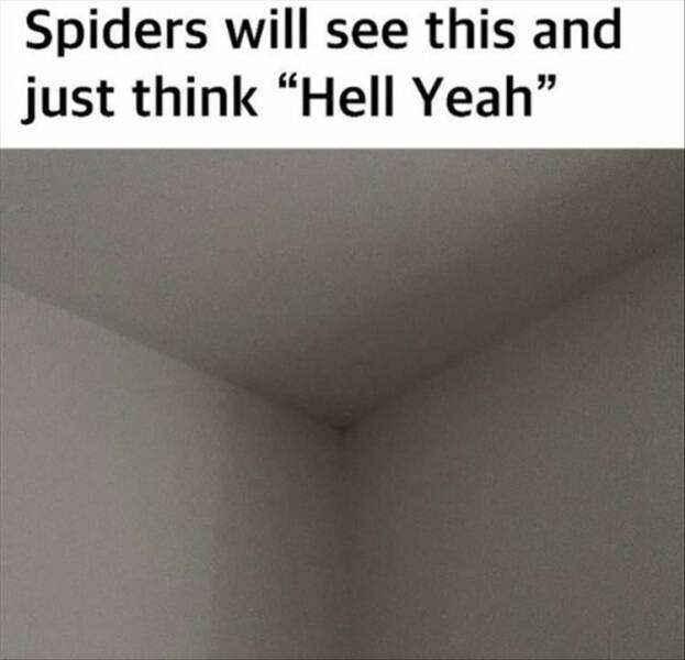 spiders5.jpg
