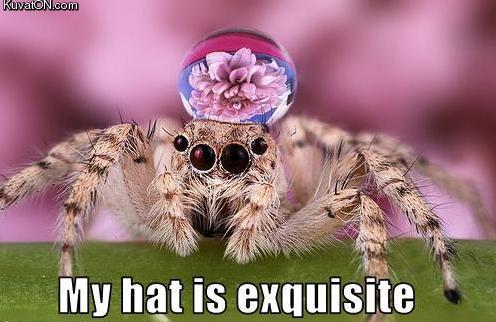 spiders_hat.jpg
