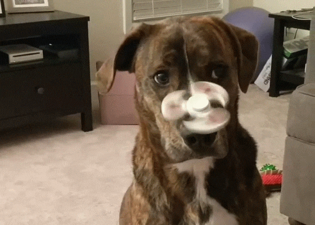 spinnerdoge.gif