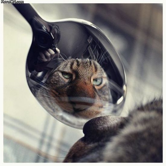 spoon_cat.jpg