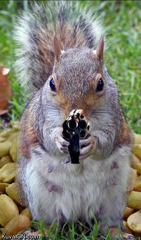squirrel15.jpg