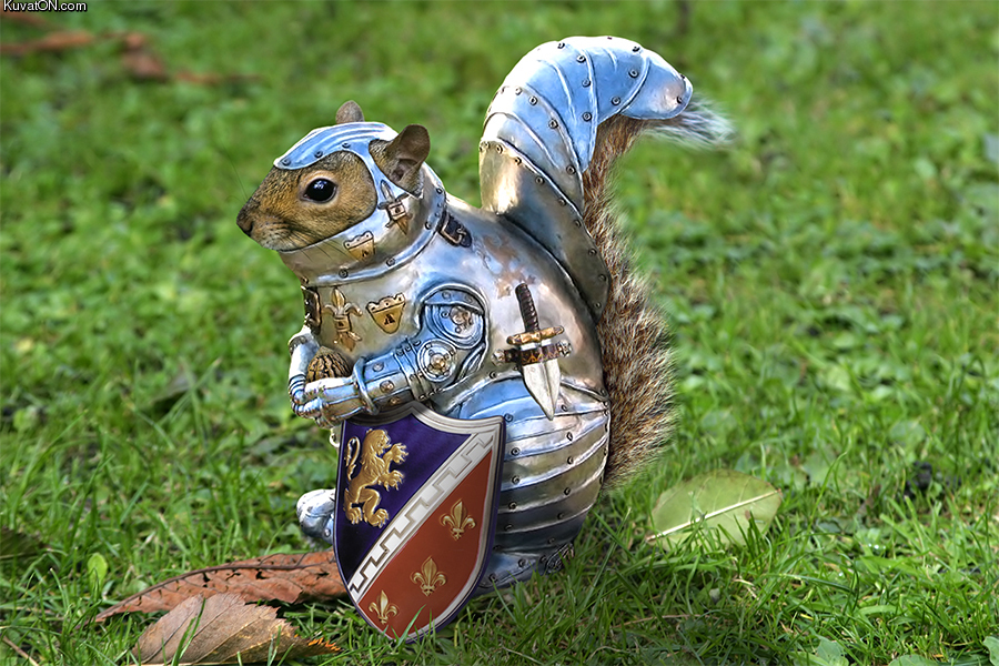 squirrel17.jpg