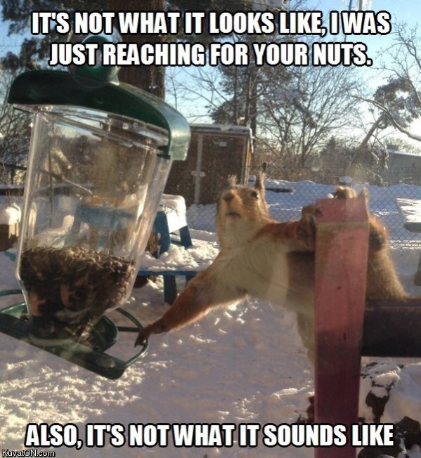 squirrel19.jpg